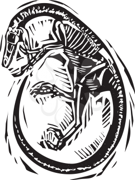 Woodcut style image of a fossil of a curled Velociraptor dinosaur