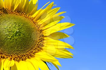 Royalty Free Photo of a Sunflower