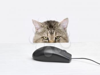 Mouse Stock Photo
