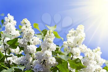 branches of white lilac blossoms in the sun