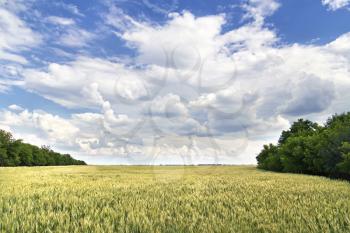 view of agricultural fields and sky with curly clouds