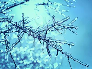 icy tree branches close-up in the sunlight