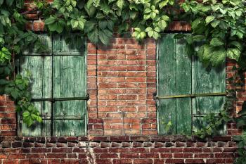 climbing plant on the old brick wall with windows