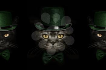 dark muzzle cat  in green hat and tie butterfly