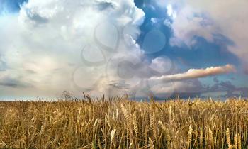 Panorama of a wheat field against a cloudy sky