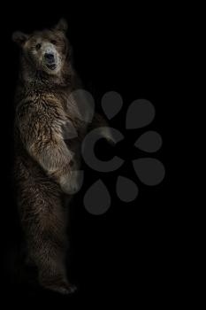 The brown bear stands on its hind legs on a black background