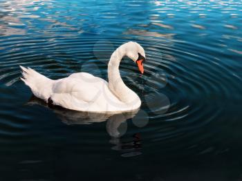 white swan swims in the water close up