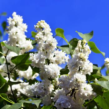 Branches with flowers of white lilac on a background of blue sky