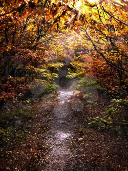 Pathway in the autum forest illuminated by the sun