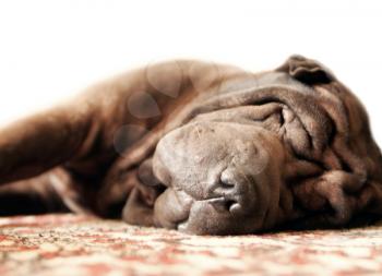 Pretty brown adult shar-pei sleeps on the carpet