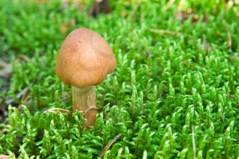 Royalty Free Photo of a Toadstool in Moss