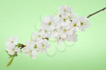 Royalty Free Photo of a Cherry Blossom Branch