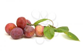 Royalty Free Photo of Plums