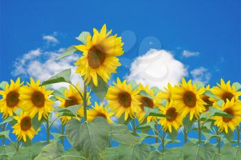 Royalty Free Photo of Sunflowers