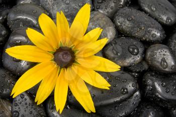 Royalty Free Photo of a Flower on Stones