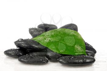 Royalty Free Photo of a Leaf on Stones