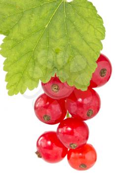 branch of red currant isolated on white background