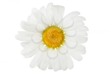 	 chamomile flower  isolated over a white  background