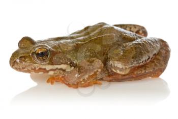 Frog with reflection on a white background