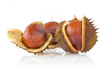 Three autumnal chestnuts over a white background