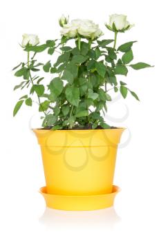 White roses in a flowerpot, isolated on a white background 