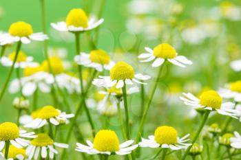 White and yellow daisies blooming in a summer field