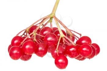 Bunch of red wild berries isolated on white background