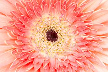  Macro shot of pink gerbera daisy flower