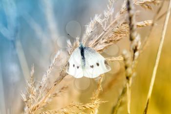 White cabbage butterfly on a dry plant in autumn day