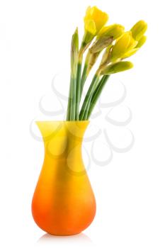 Bouquet from daffodil in a vase isolated on white background