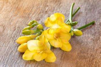 Yellow freesia flowers on old wooden background.