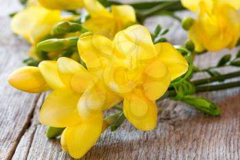 Yellow freesia flowers on old wooden background. Close-up.