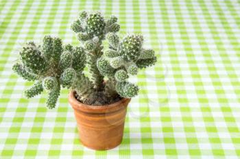 Small potted cactus on the checkered tablecloth