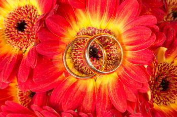 Close up of gerberas with two golden rings