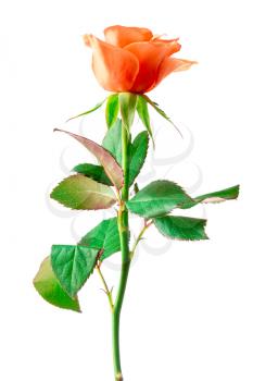 Beautiful red rose isolated on white background