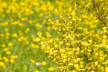 Tree with yellow leaves and blooming dandelions on background