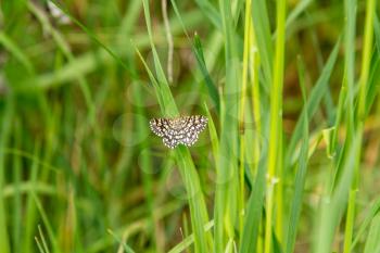 Small butterfly on fresh green grass background