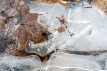 Frozen puddle with fallen autumn leaves