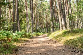 The road or path through the pine forest