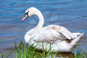 Young swan on blue lake water in sunny day