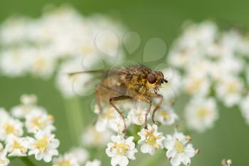 Fly on the white flower close up ,shallow DOF