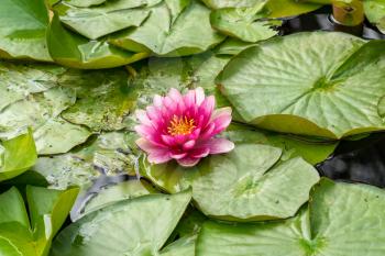 Beautiful pink  lotus flower in a wild pond