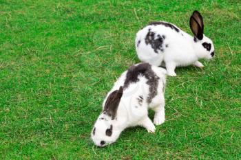 Pair of white spotted rabbits sitting in grass