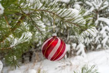 Christmas Ball hanging on the snow covered pine Branch