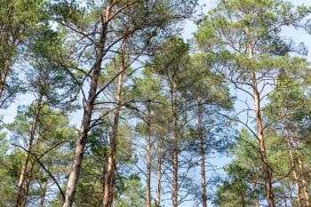 Scenic view of very big and tall pine trees in the forest when looking up