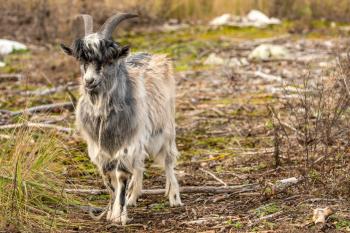   Funny escaped goat walking alone in a wild nature