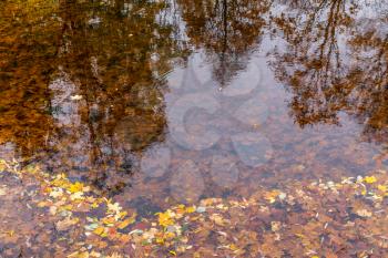 Colorful falling autumn leaves on water with tree and sky reflection