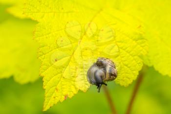 Small snail on the leaf in the garden