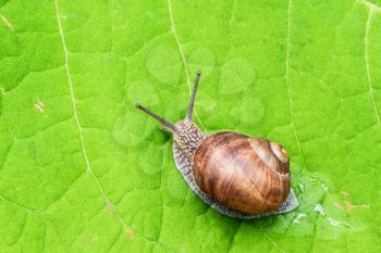 Snail crawling slowly on a green leaf 