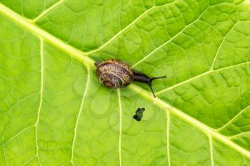  Garden snail sitting on leaf with hole in the garden